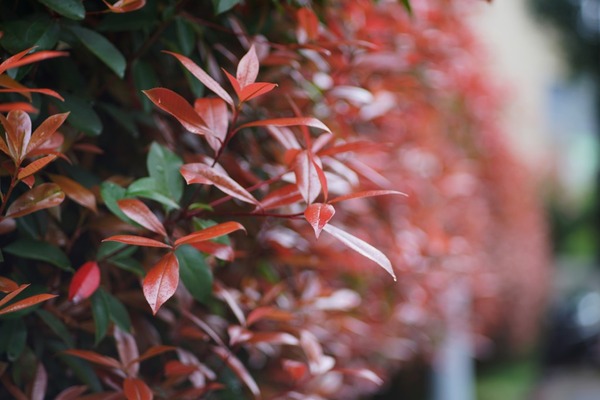 canon_fd_100mm_ssc_sony_a7r_ii