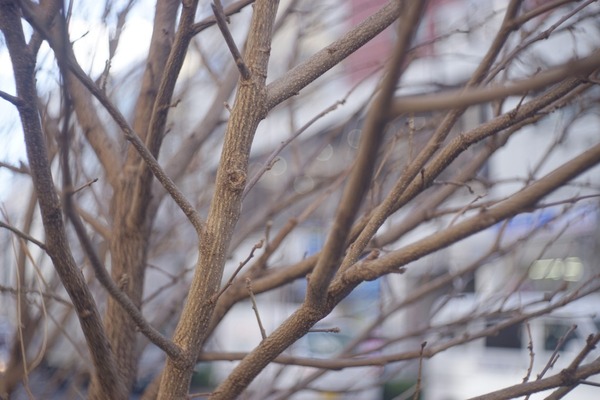meyer_trioplan_v_50mm_l39_sony_a7