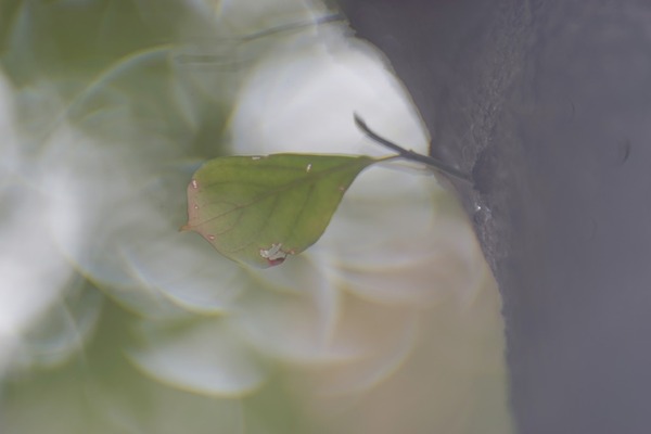 canon_x-canon_100mm_nikon-z_sony_a7