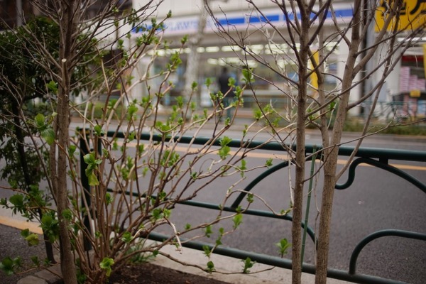 nikon_ai_nikkor_35mm_sony_a7