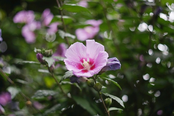 mamiya_auto_sekor_sx_50mm_m42_sony_a7