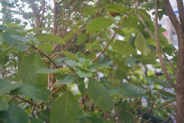 mir-1b_37mm_m42_sony_a7r_ii