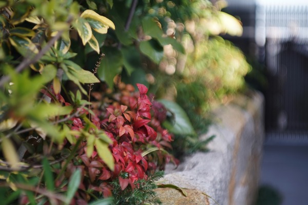 carl_zeiss_jena_biometar_80mm_exakta_sony_a7r_ii