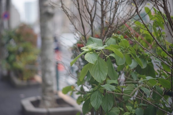 minolta_mc_rokkor-pf_85mm_sony_a7