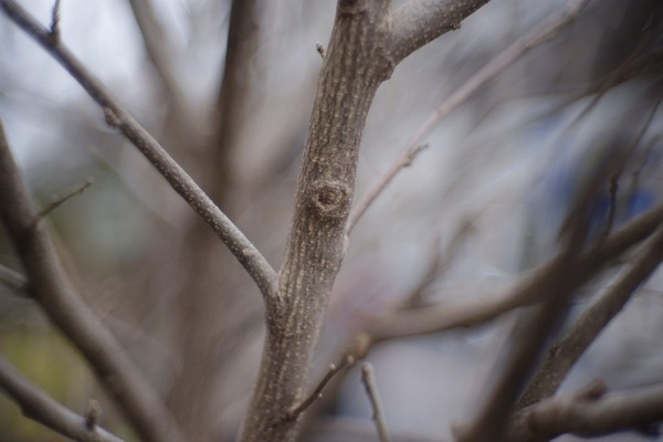 nikon_nikkor-sc_50mm_sony_a7_b