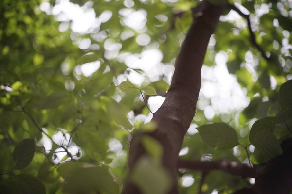 olympus_pen-f_60mm_sony_a7