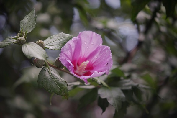 leica_hektor_135mm_m42_sony_a7