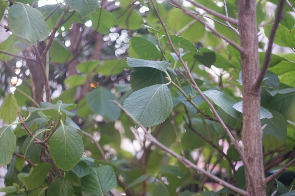 kodak_ektar_90mm_ektra_sony_a7