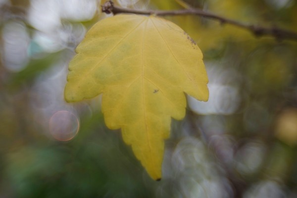 tamron_sp_28-80mm_27a_nikon_f_sony_a7_80mm_macro