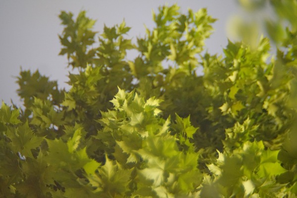 ir_100mm_m42_sony_a7r_ii_2