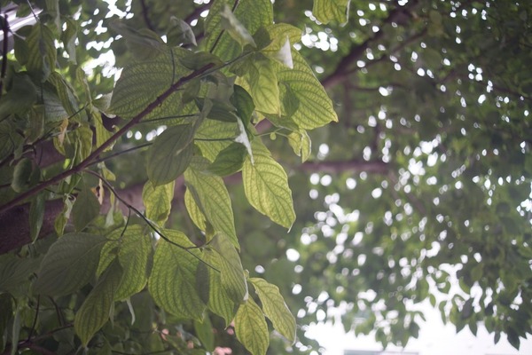 soligor_dualfocal_mc_28mm_35mm_canon_fd-sony_a7_35mm