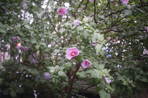 kodak_angenieux_45mm_l39_sony_a7