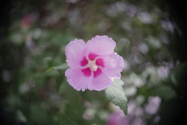 som_berthiot_cinor_b_35mm_sony_e_a7