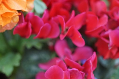 topcon_re-topcor_58mm_macro-sony_a7