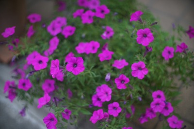 sony_nex-3_olympus_50mm_m42