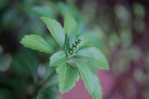 tamron_sp_90mm_macro_52b_sony_a7