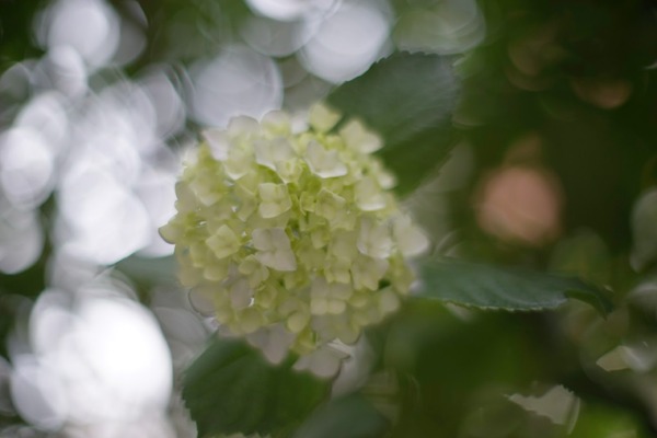 olympus_om_55mm_sony_a7