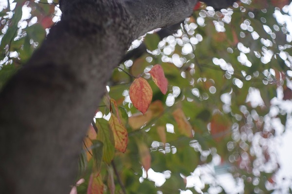 meyer_domiplan_50mm_m42_sony_a7