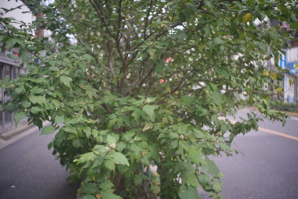 som_berthiot_flor_35mm_l39_sony_a7r_ii