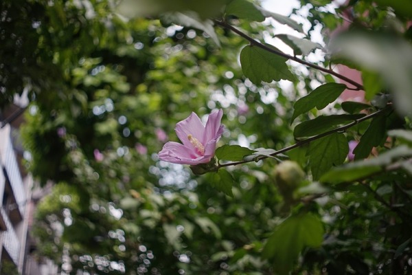 olympus_pen-ft_25mm_sony_a7_a