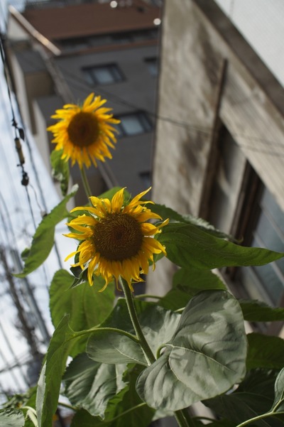 sony_nex-3_yashinon-dx