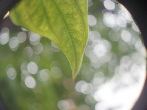 kern_yvar_13mm_hyper-kern-paillard_2x_pentax_q10_c