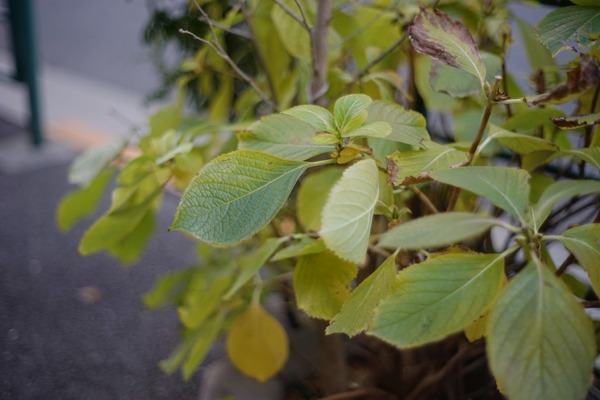 konica_hexanon_57mm_ar_sony_a7