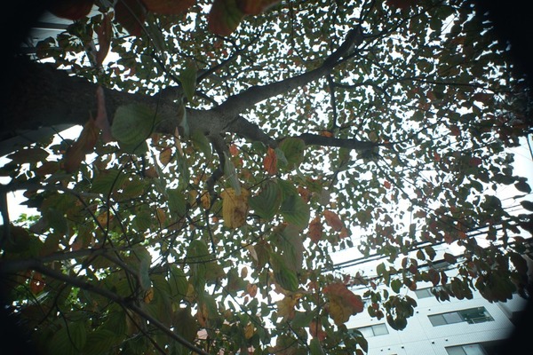 angenieux_145mm_type-r62_camaflex_ortf_sony_a7_b