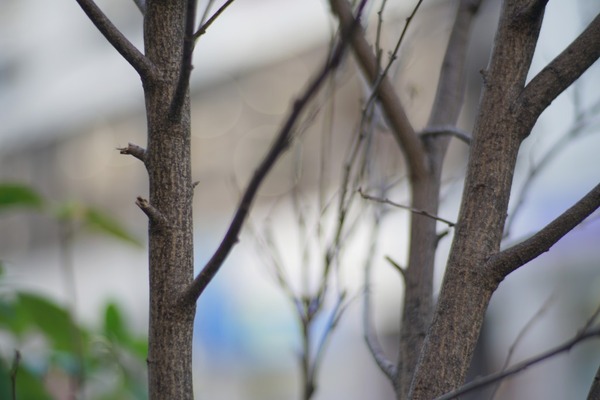 rollei_planar_85mm_hft_qbm_sony_a7r_ii_a