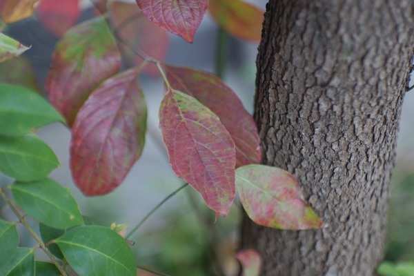 jupiter-9_85mm_m42_sony_a7_a