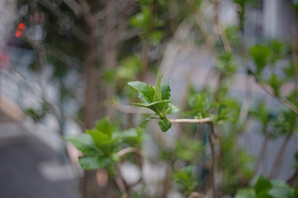 ricoh_xr_rikenon_50mm_pk_sony_a7