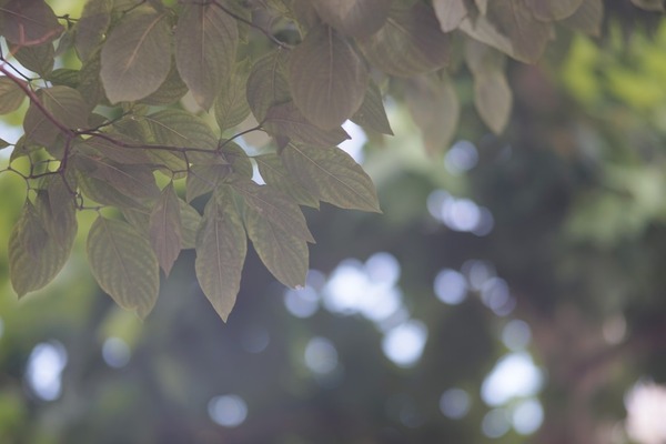 sankyo_koki_komura-_135mm_m42_sony_a7