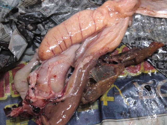 イサキの卵巣硬変 Blog高島回顧録 イサキの卵巣硬変 Blog高島回顧録