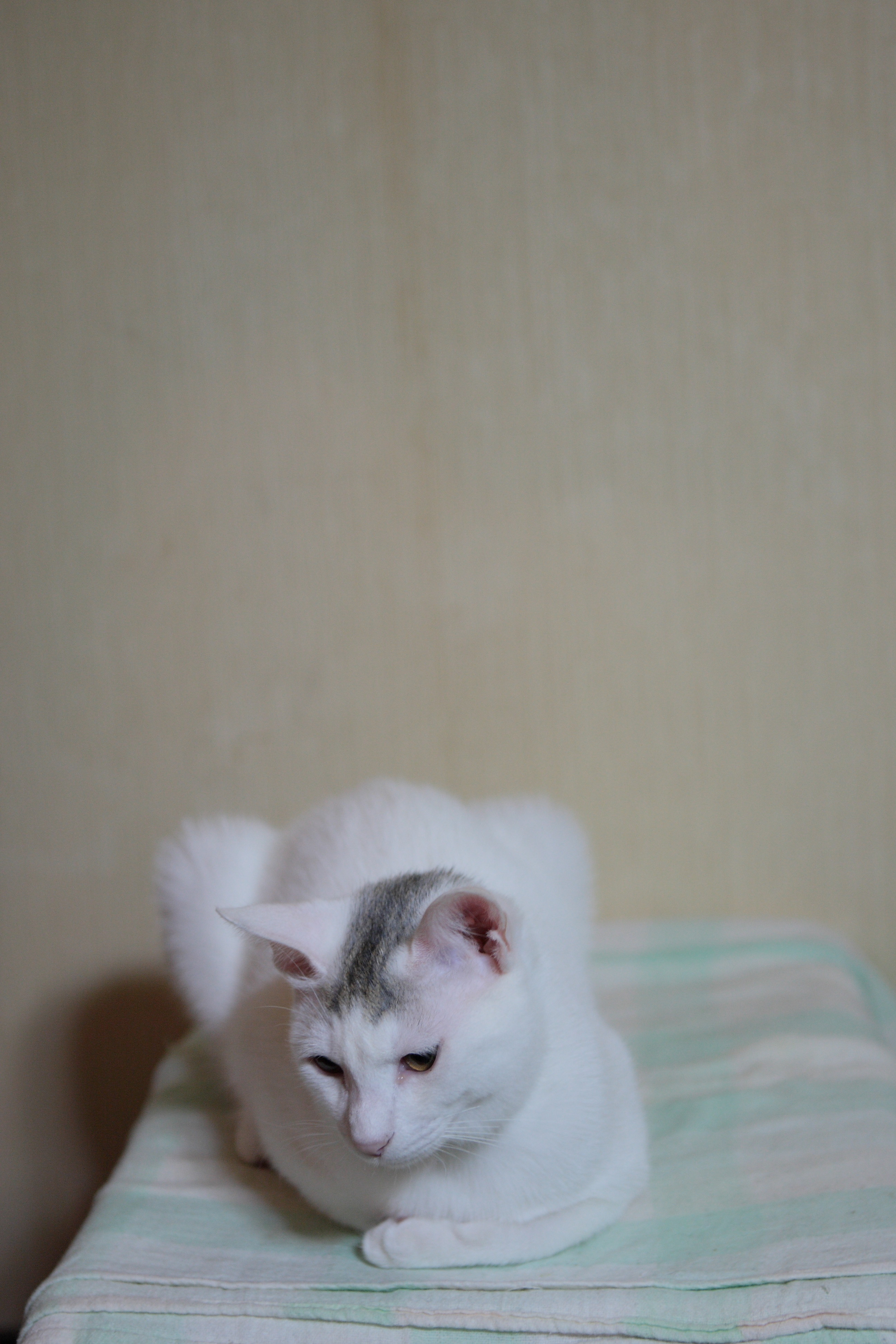 老猫養老日記