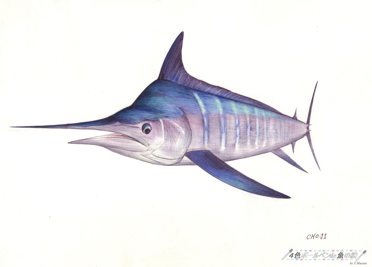 Striped Marlin 4色ボールペンde魚の絵 By T Murata Striped Marlin 4色ボールペンde魚の絵 By T Murata