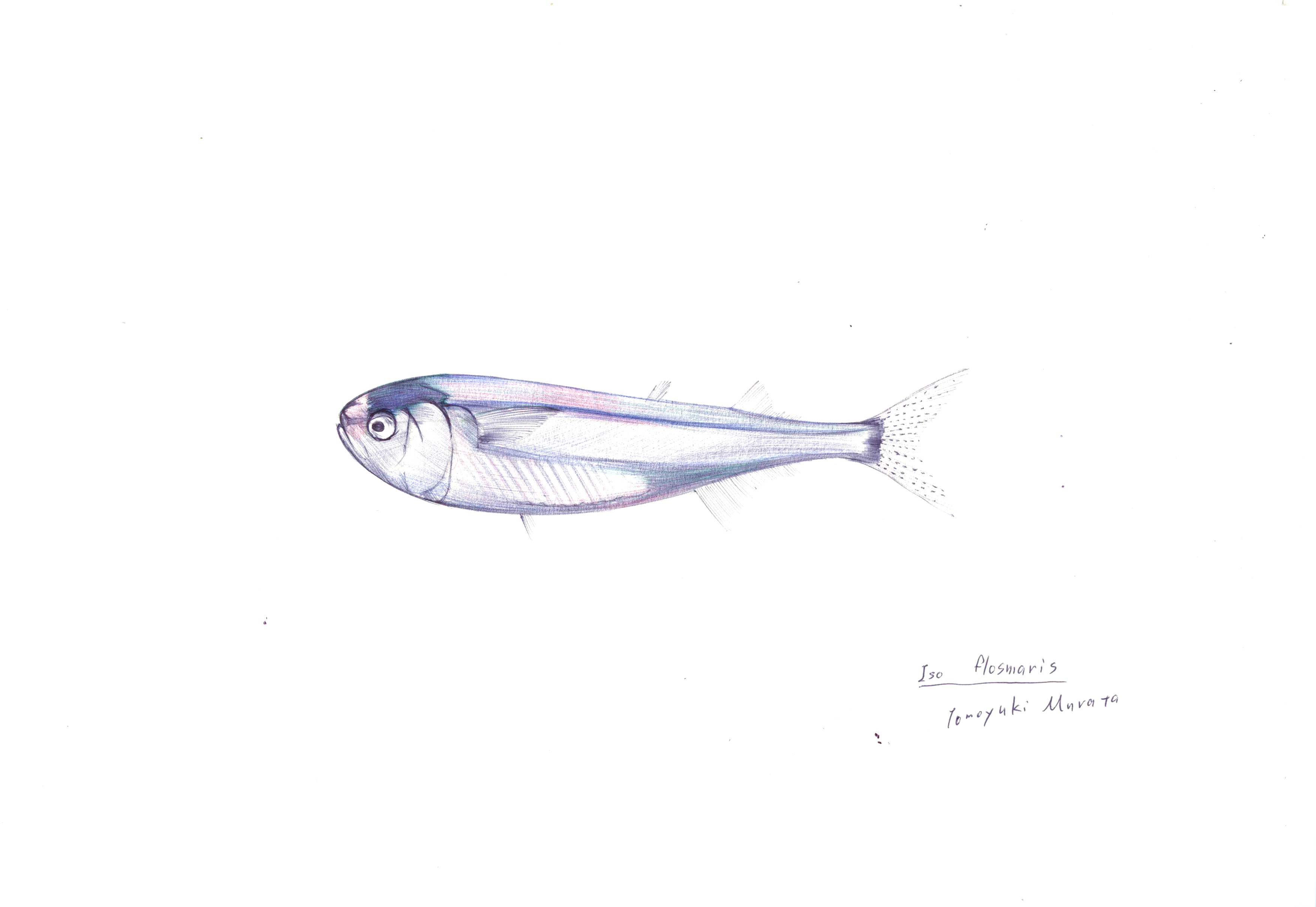 本日の魚184 ナミノハナ ４色ボールペンde魚の絵 By T Murata