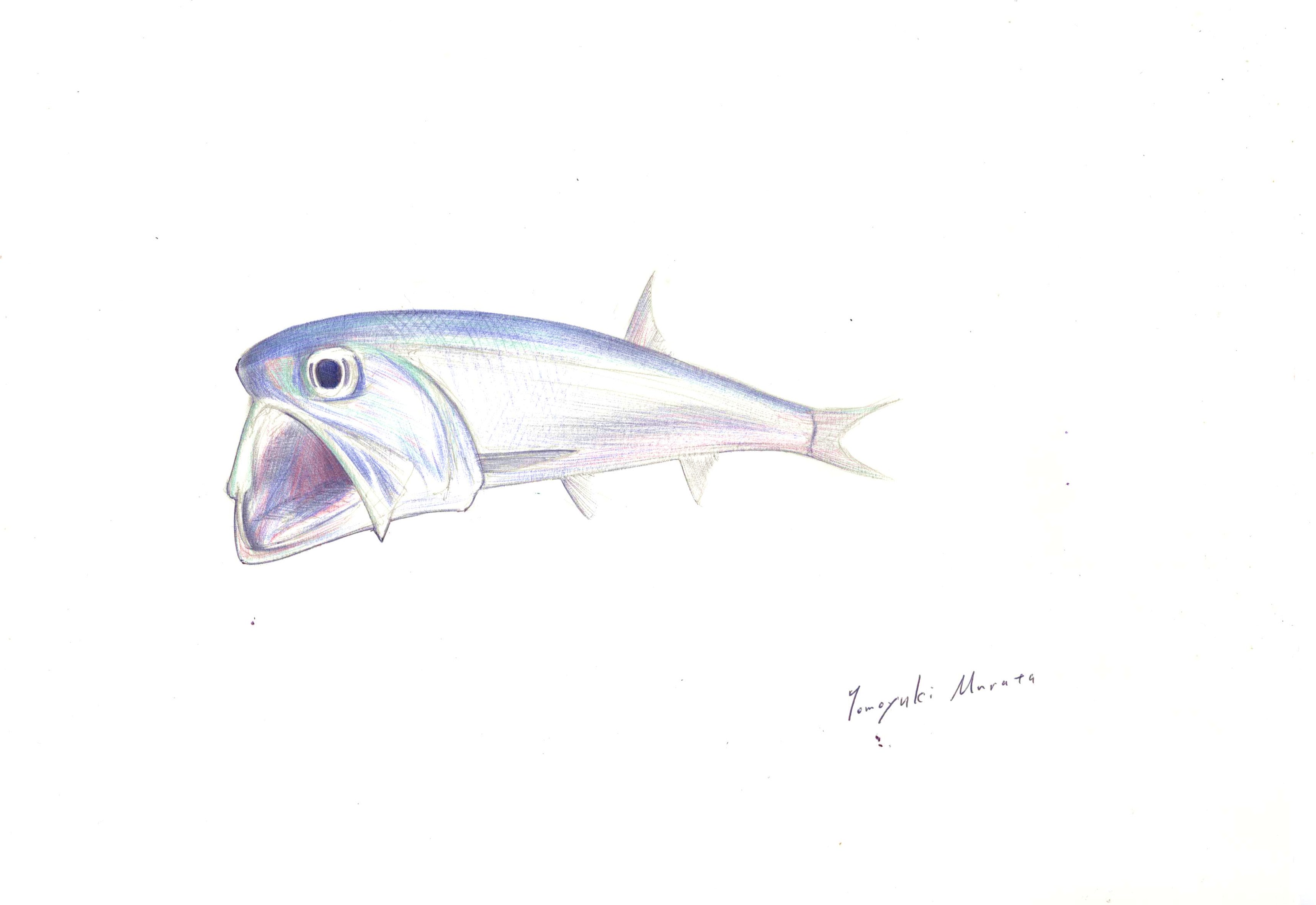 カタクチイワシ 本日の魚148 17 3 7 4色ボールペンde魚の絵 By T Murata カタクチイワシ 本日の魚148 17 3 7 4色ボールペンde魚の絵 By T Murata