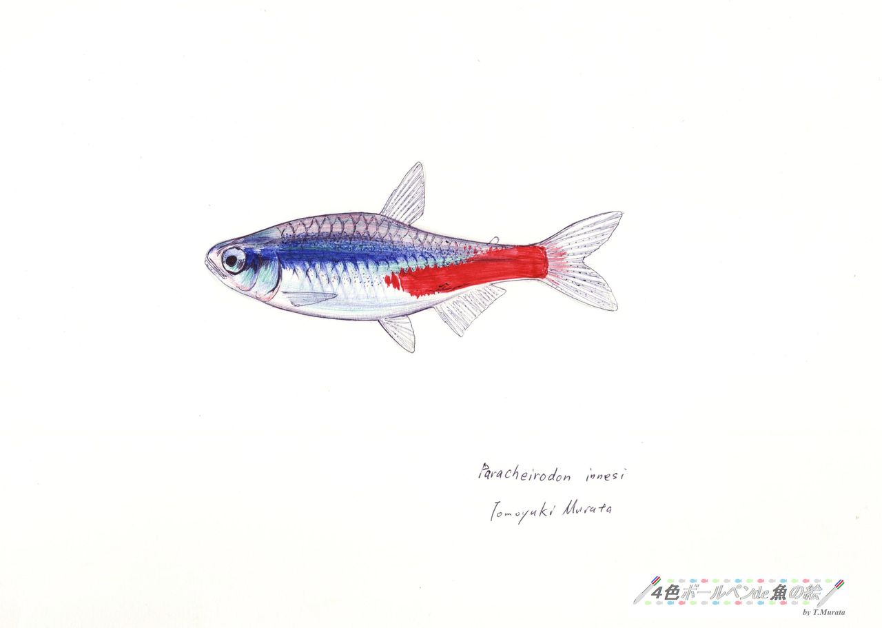 ﾈｵﾝﾃﾄﾗ ｶﾗｼﾝ目ｶﾗｼﾝ科 ４色ボールペンde魚の絵 By T Murata