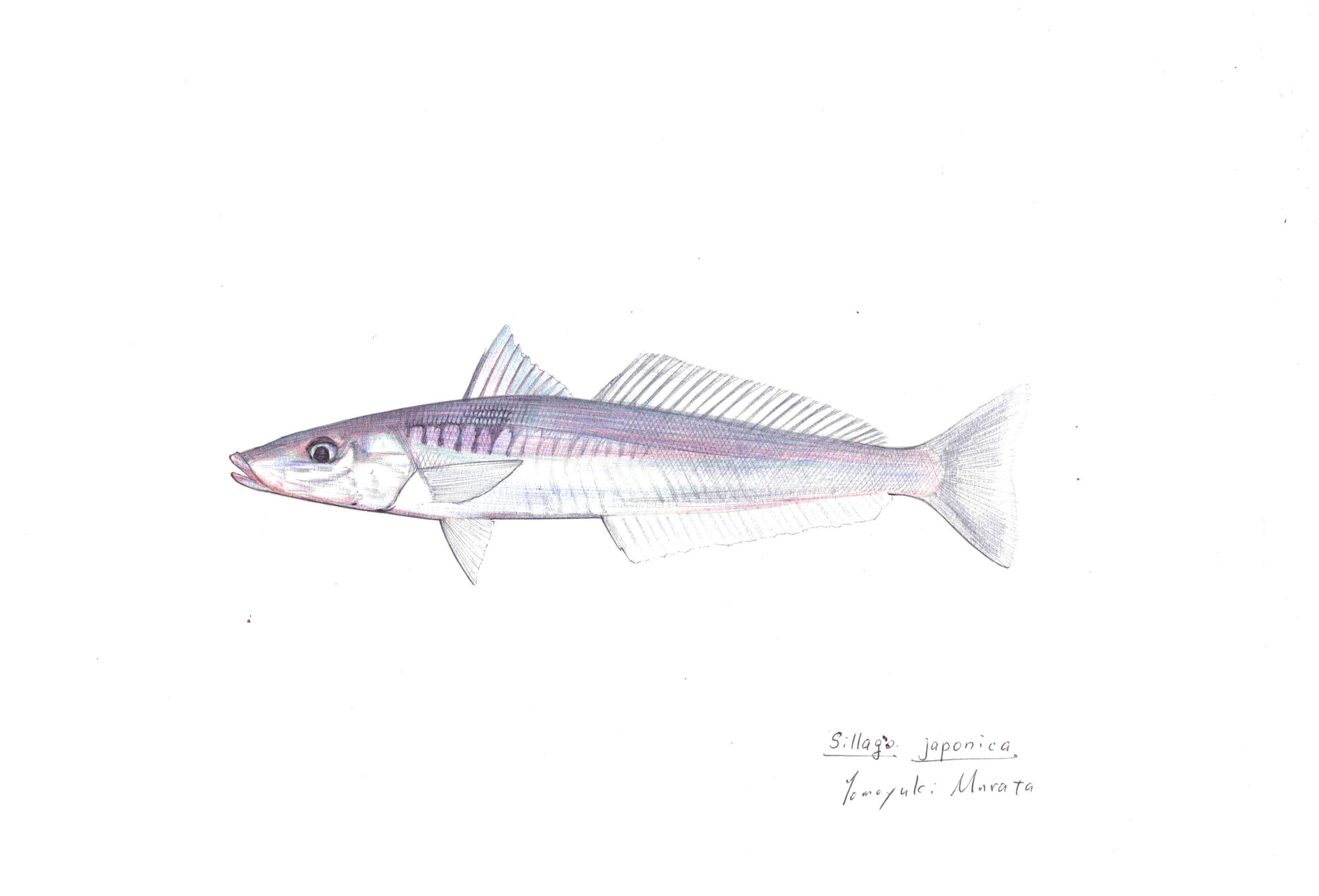 シロギス 本日の魚151 17 3 10 ４色ボールペンde魚の絵 By T Murata