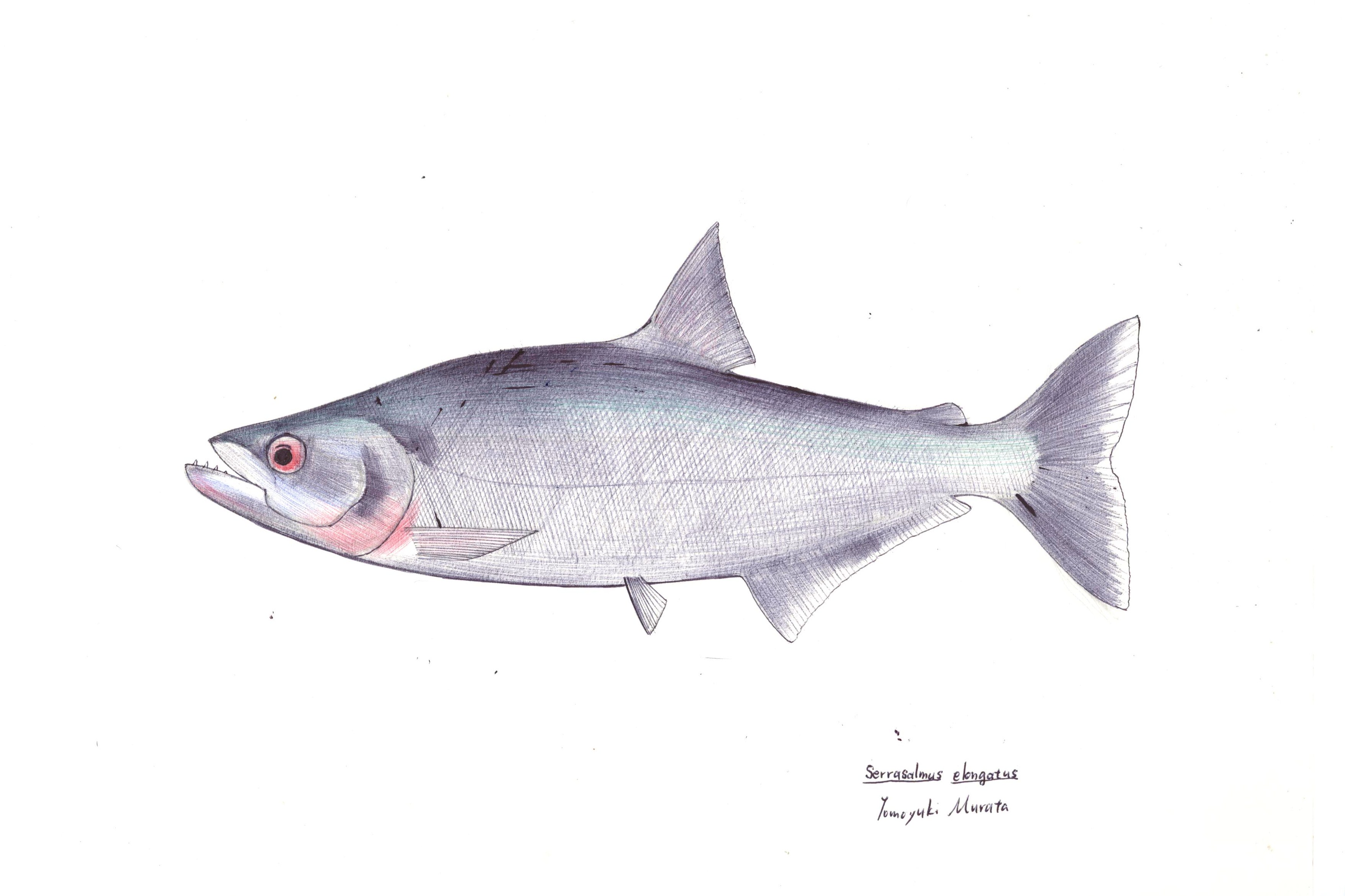 魚の絵 本日の魚220：エロンガータ・ピラニア : 4色ボールペンde魚の絵