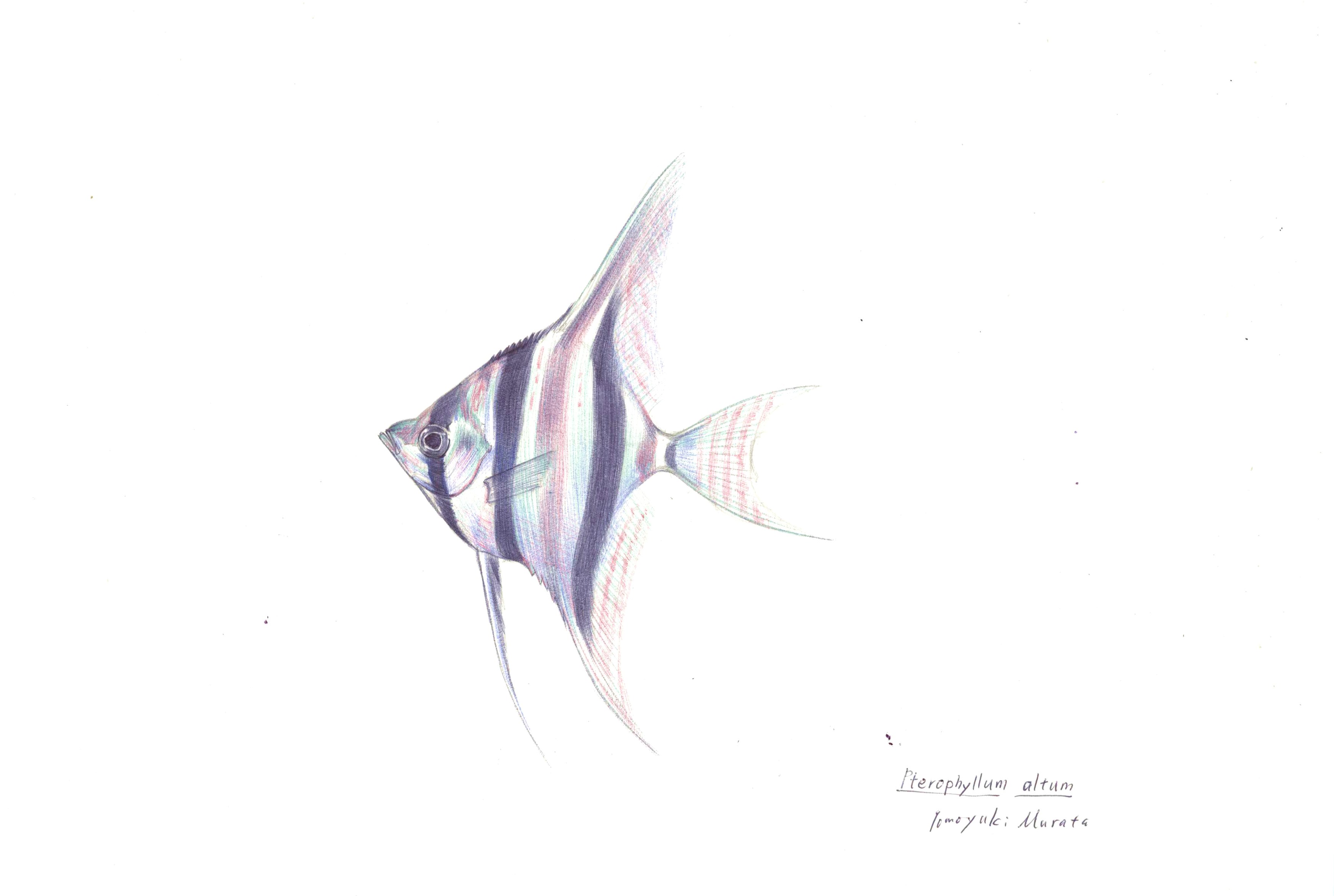 本日の魚171 アルタムエンゼル 4色ボールペンde魚の絵 By T Murata 本日の魚171 アルタムエンゼル 4色ボールペンde魚の絵 By T Murata