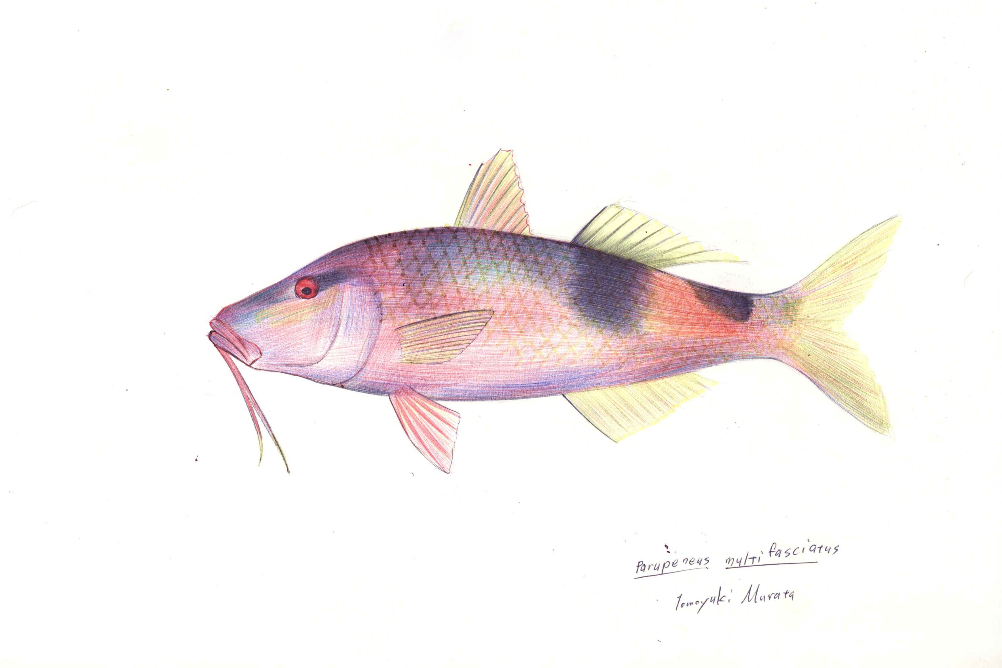 本日の魚195 オジサン 4色ボールペンde魚の絵 By T Murata 本日の魚195 オジサン 4色ボールペンde魚の絵 By T Murata