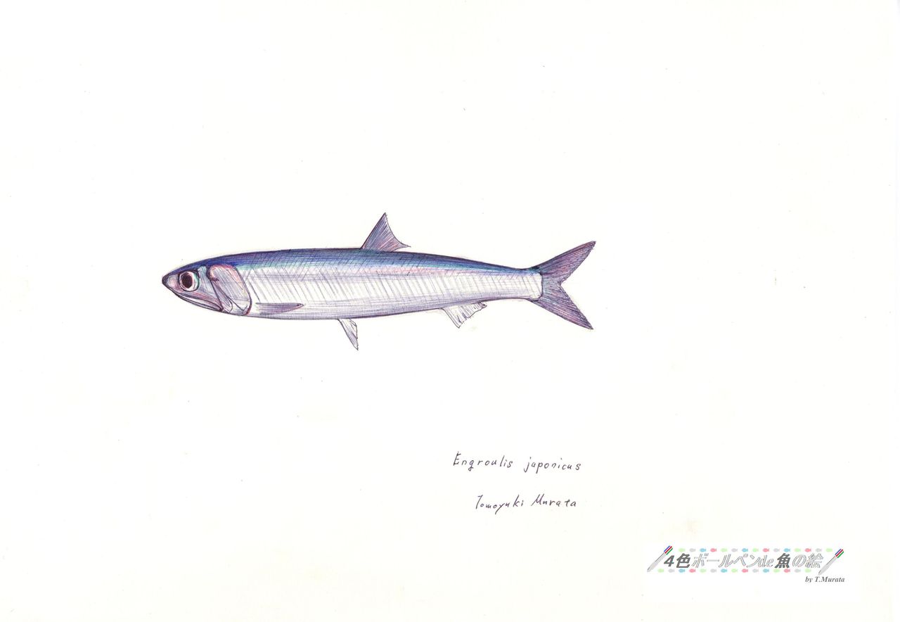 ｶﾀｸﾁｲﾜｼ ﾆｼﾝ目ｶﾀｸﾁｲﾜｼ科 ４色ボールペンde魚の絵 By T Murata