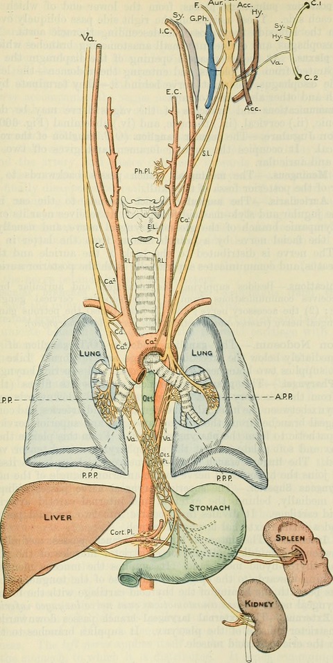 Cunningham's_Text-book_of_anatomy_(1914)_(20194192634)