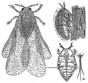 Dactylosphaera_vitifolii_1_meyers_1888_v13_p621