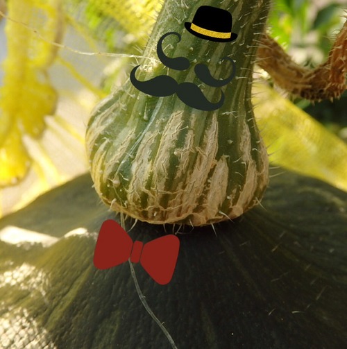 カボチャのヘタ