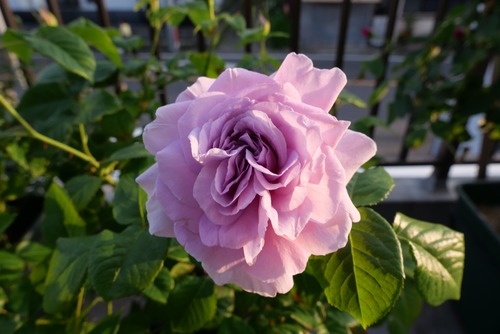 40BB5D99-FD2D-4619-A3B2-0B3588DAA47F