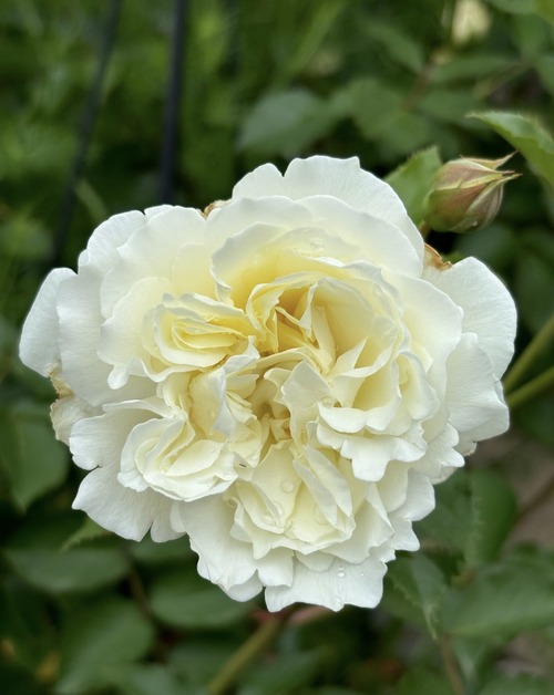 981AA4EA-F1A5-4D18-968D-ACF5276CB4F9