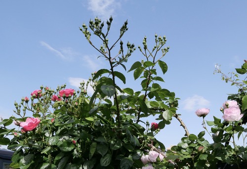 C22D7E24-6AD4-4567-ADDB-980972E3A2AC