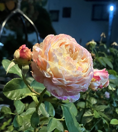 5CAADC3B-AA80-4CA8-9AA2-065F37F7374F